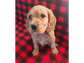 cocker-spaniel-puppies-boys-and-girls-for-sale-in-new-york-ny-small-2