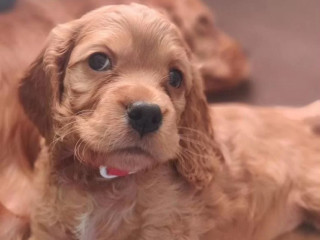 Cocker Spaniel Puppies, Boys and Girls for Sale in New York (NY)