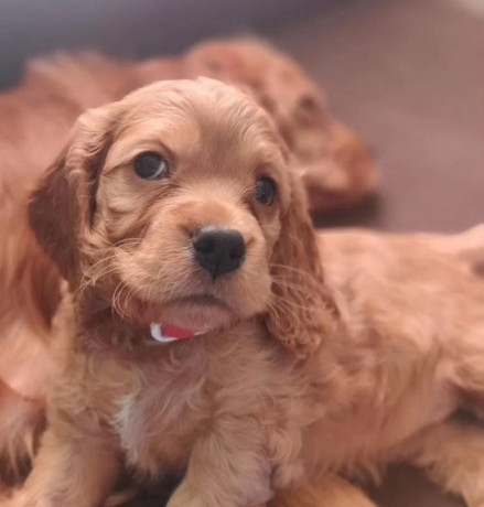 cocker-spaniel-puppies-boys-and-girls-for-sale-in-new-york-ny-big-0