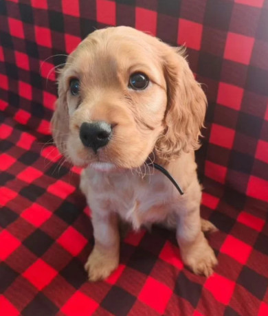 cocker-spaniel-puppies-boys-and-girls-for-sale-in-new-york-ny-big-2