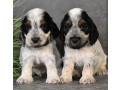 two-american-cocker-spaniel-girls-looking-for-a-home-in-michigan-mi-small-0