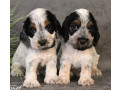 two-american-cocker-spaniel-girls-looking-for-a-home-in-michigan-mi-small-1