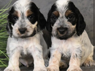 Two American Cocker Spaniel Girls Looking for a Home in Michigan (MI)