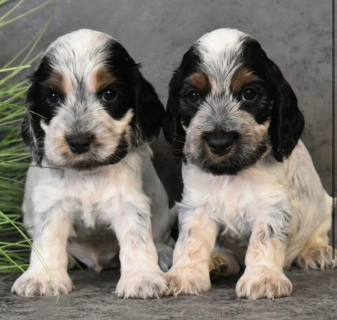 two-american-cocker-spaniel-girls-looking-for-a-home-in-michigan-mi-big-0