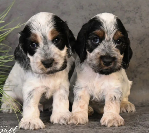 two-american-cocker-spaniel-girls-looking-for-a-home-in-michigan-mi-big-1