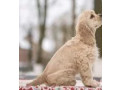 american-cocker-spaniel-puppy-for-sale-boy-14-weeks-old-in-arizona-az-small-1