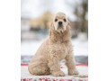 american-cocker-spaniel-puppy-for-sale-boy-14-weeks-old-in-arizona-az-small-0