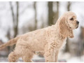 american-cocker-spaniel-puppy-for-sale-boy-14-weeks-old-in-arizona-az-small-2