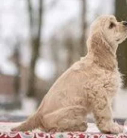 american-cocker-spaniel-puppy-for-sale-boy-14-weeks-old-in-arizona-az-big-1