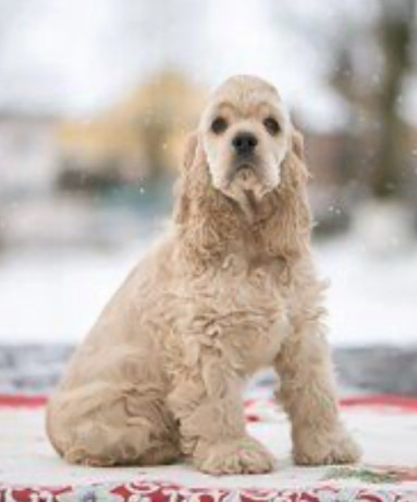 american-cocker-spaniel-puppy-for-sale-boy-14-weeks-old-in-arizona-az-big-0