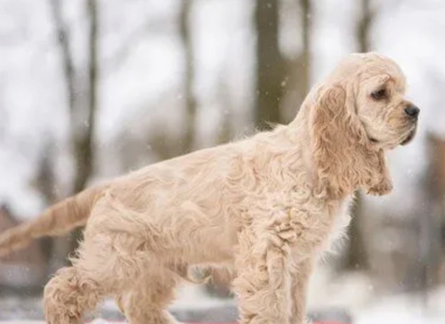 american-cocker-spaniel-puppy-for-sale-boy-14-weeks-old-in-arizona-az-big-2