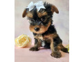 yorkshire-terrier-puppies-for-sale-in-pennsylvania-pa-small-3