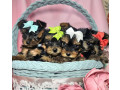 yorkshire-terrier-puppies-for-sale-in-pennsylvania-pa-small-0