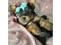 yorkshire-terrier-puppies-for-sale-in-pennsylvania-pa-small-4