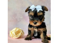 yorkshire-terrier-puppies-for-sale-in-pennsylvania-pa-small-2