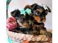 yorkshire-terrier-puppies-for-sale-in-pennsylvania-pa-small-1