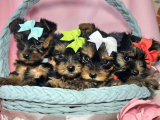 Yorkshire Terrier Puppies for Sale in Pennsylvania (PA)