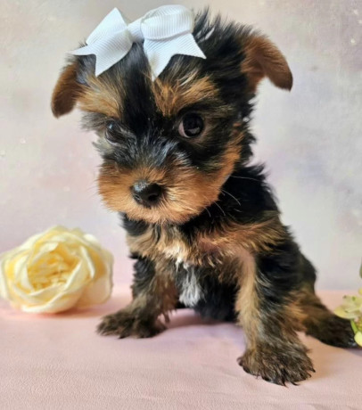 yorkshire-terrier-puppies-for-sale-in-pennsylvania-pa-big-3