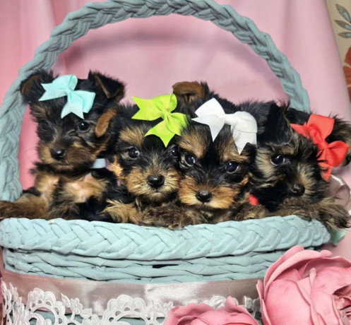 yorkshire-terrier-puppies-for-sale-in-pennsylvania-pa-big-0