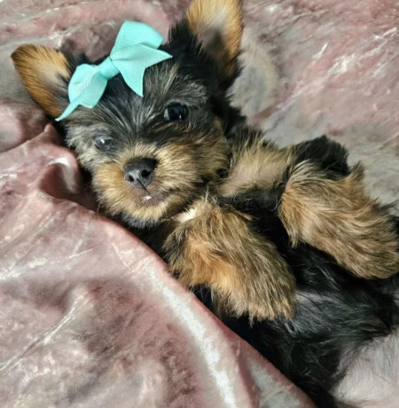 yorkshire-terrier-puppies-for-sale-in-pennsylvania-pa-big-4