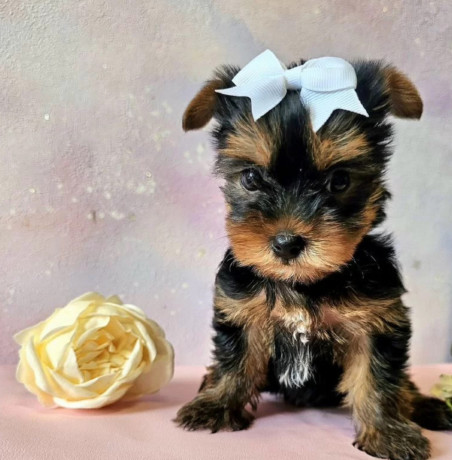 yorkshire-terrier-puppies-for-sale-in-pennsylvania-pa-big-2