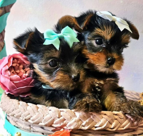 yorkshire-terrier-puppies-for-sale-in-pennsylvania-pa-big-1