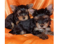 two-tiny-yorkies-looking-for-a-home-in-nebraska-ne-small-0