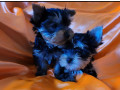 two-tiny-yorkies-looking-for-a-home-in-nebraska-ne-small-3