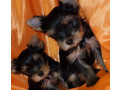 two-tiny-yorkies-looking-for-a-home-in-nebraska-ne-small-2