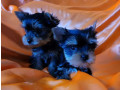 two-tiny-yorkies-looking-for-a-home-in-nebraska-ne-small-1