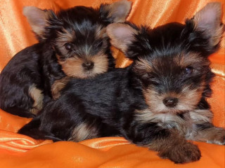 Two Tiny Yorkies Looking for a Home in Nebraska (NE)