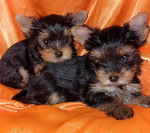 two-tiny-yorkies-looking-for-a-home-in-nebraska-ne-big-0