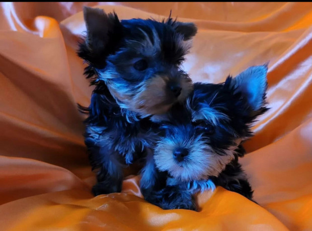 two-tiny-yorkies-looking-for-a-home-in-nebraska-ne-big-3