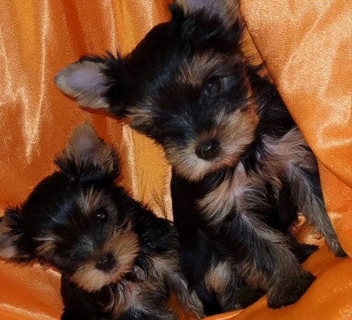 two-tiny-yorkies-looking-for-a-home-in-nebraska-ne-big-2