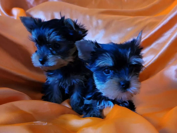 two-tiny-yorkies-looking-for-a-home-in-nebraska-ne-big-1