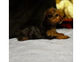 adorable-yorkshire-terrier-looking-for-a-home-in-texas-tx-small-3