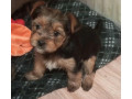 adorable-yorkshire-terrier-looking-for-a-home-in-texas-tx-small-1