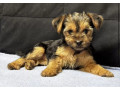 adorable-yorkshire-terrier-looking-for-a-home-in-texas-tx-small-0