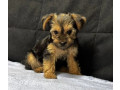 adorable-yorkshire-terrier-looking-for-a-home-in-texas-tx-small-2