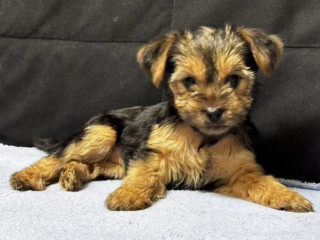 Adorable Yorkshire Terrier Looking for a Home in Texas (TX)