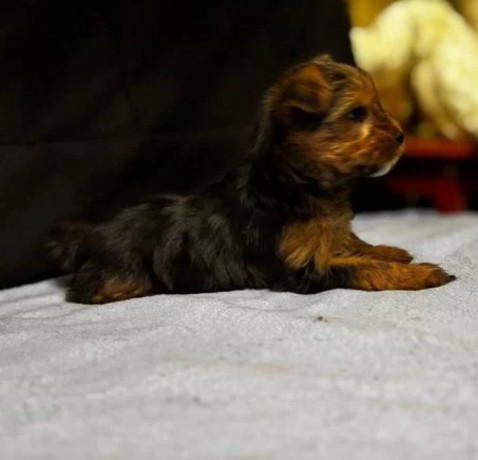 adorable-yorkshire-terrier-looking-for-a-home-in-texas-tx-big-3