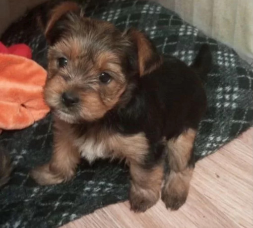 adorable-yorkshire-terrier-looking-for-a-home-in-texas-tx-big-1