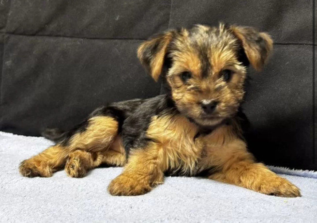 adorable-yorkshire-terrier-looking-for-a-home-in-texas-tx-big-0