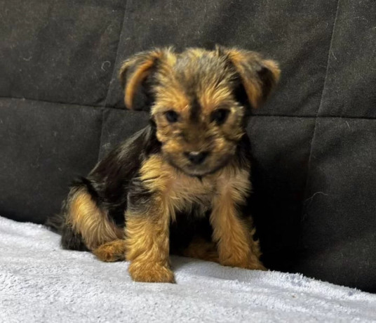 adorable-yorkshire-terrier-looking-for-a-home-in-texas-tx-big-2