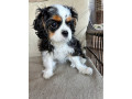 beautiful-boy-for-sale-cavalier-king-charles-spaniel-small-0