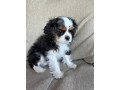 beautiful-boy-for-sale-cavalier-king-charles-spaniel-small-4