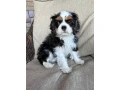 beautiful-boy-for-sale-cavalier-king-charles-spaniel-small-2