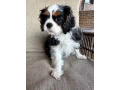 beautiful-boy-for-sale-cavalier-king-charles-spaniel-small-3