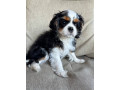 beautiful-boy-for-sale-cavalier-king-charles-spaniel-small-1