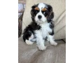 beautiful-boy-for-sale-cavalier-king-charles-spaniel-small-5